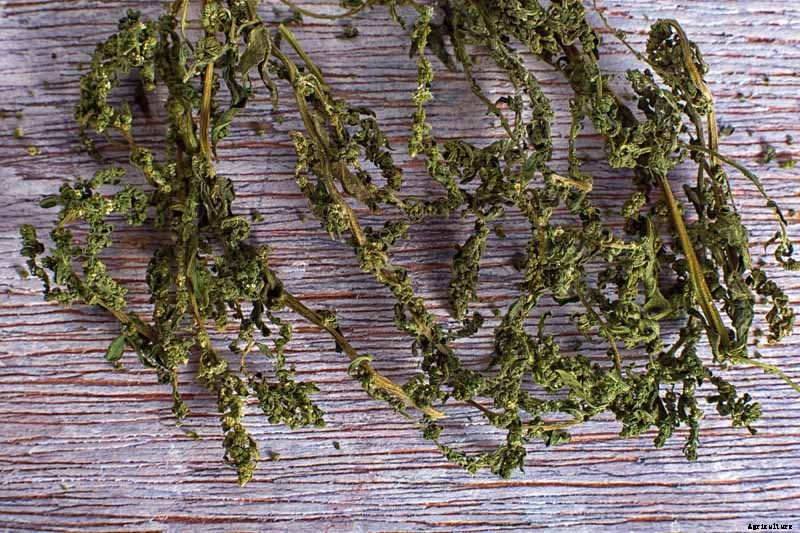 How to Grow and Use Epazote Herb