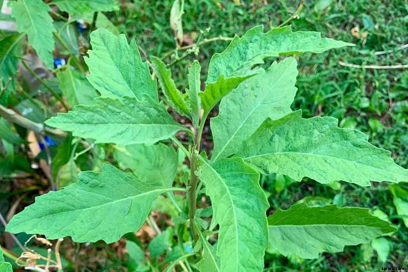 How to Grow and Use Epazote Herb