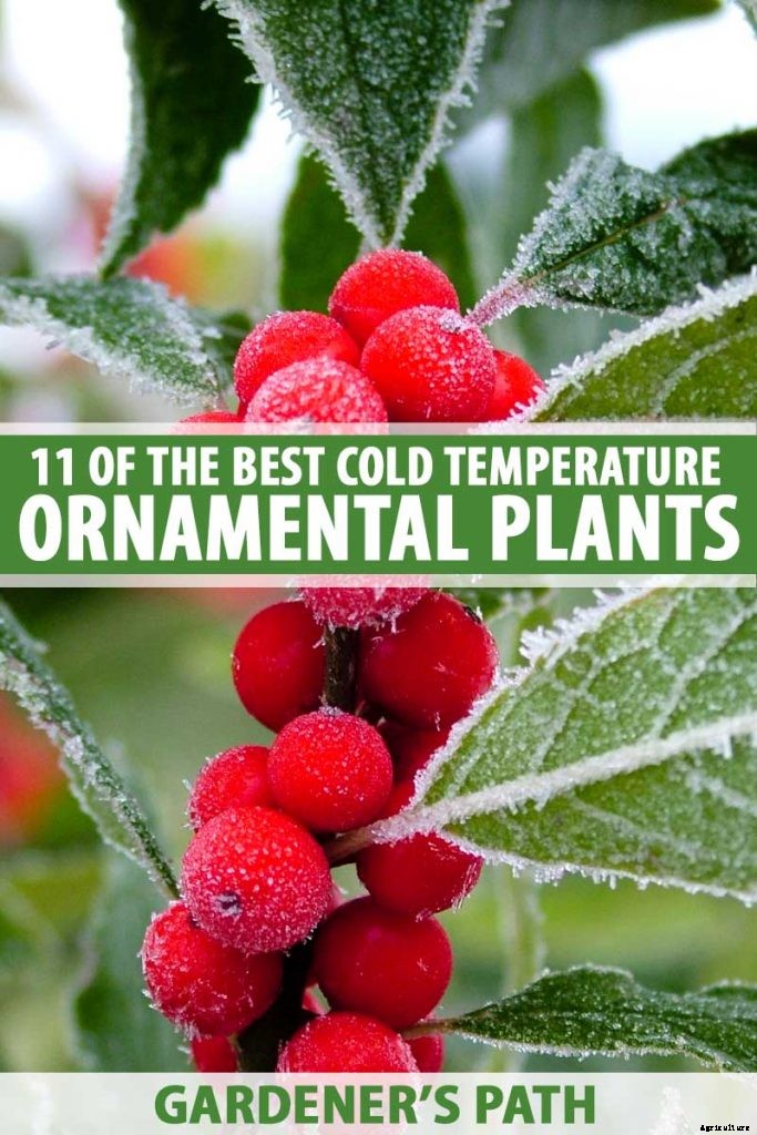 11 of the Best Cold Temperature Ornamental Plants for the Fall Garden