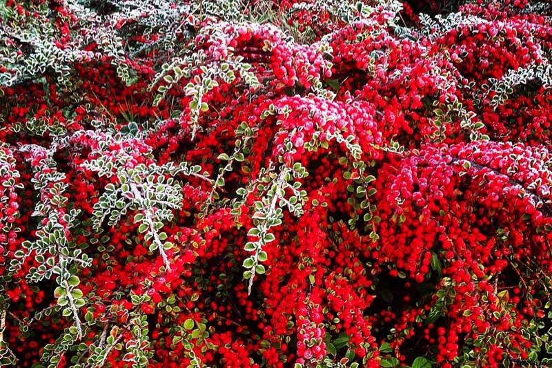 11 of the Best Cold Temperature Ornamental Plants for the Fall Garden