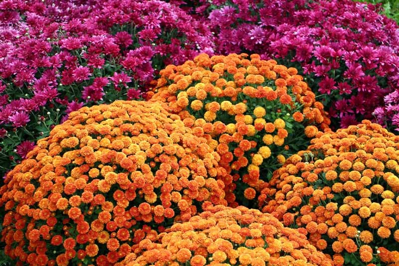 11 of the Best Cold Temperature Ornamental Plants for the Fall Garden