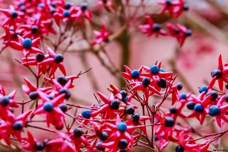 11 of the Best Cold Temperature Ornamental Plants for the Fall Garden