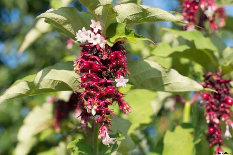 11 of the Best Cold Temperature Ornamental Plants for the Fall Garden