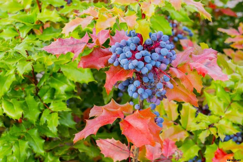 11 of the Best Cold Temperature Ornamental Plants for the Fall Garden