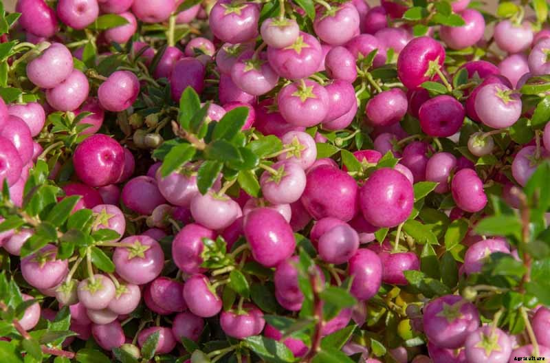 11 of the Best Cold Temperature Ornamental Plants for the Fall Garden