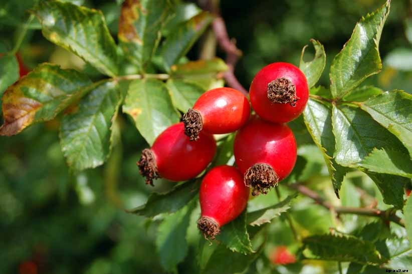 11 of the Best Cold Temperature Ornamental Plants for the Fall Garden