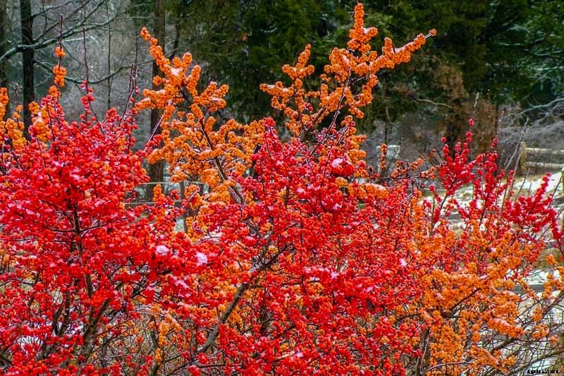 11 of the Best Cold Temperature Ornamental Plants for the Fall Garden
