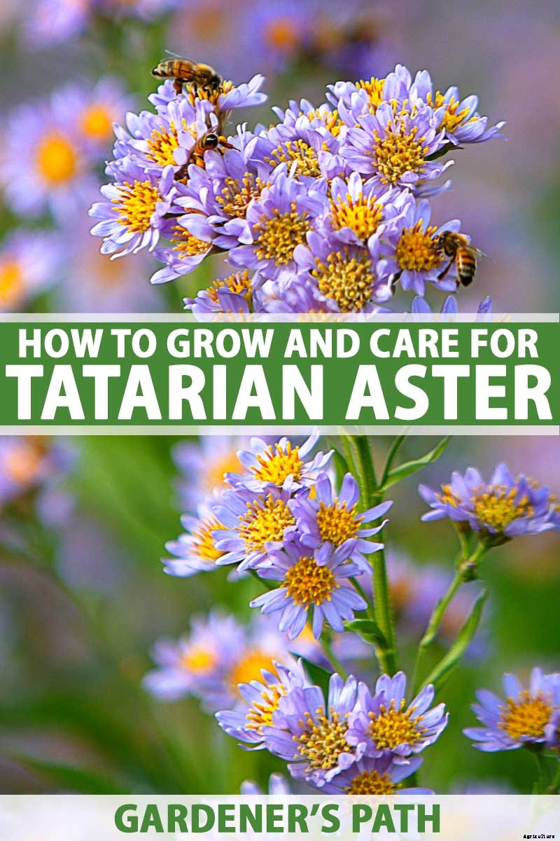 How to Grow Tatarian Aster: a Dynamic Late-Season Bloomer