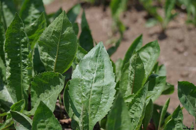 How to Grow Tatarian Aster: a Dynamic Late-Season Bloomer