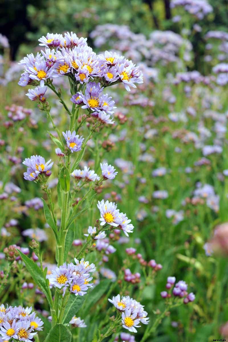 How to Grow Tatarian Aster: a Dynamic Late-Season Bloomer
