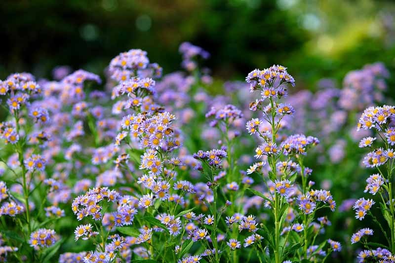 How to Grow Tatarian Aster: a Dynamic Late-Season Bloomer