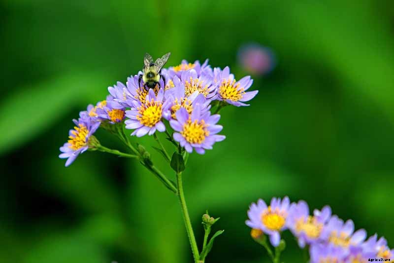 How to Grow Tatarian Aster: a Dynamic Late-Season Bloomer