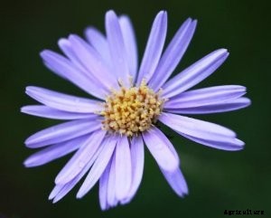 How to Grow Tatarian Aster: a Dynamic Late-Season Bloomer