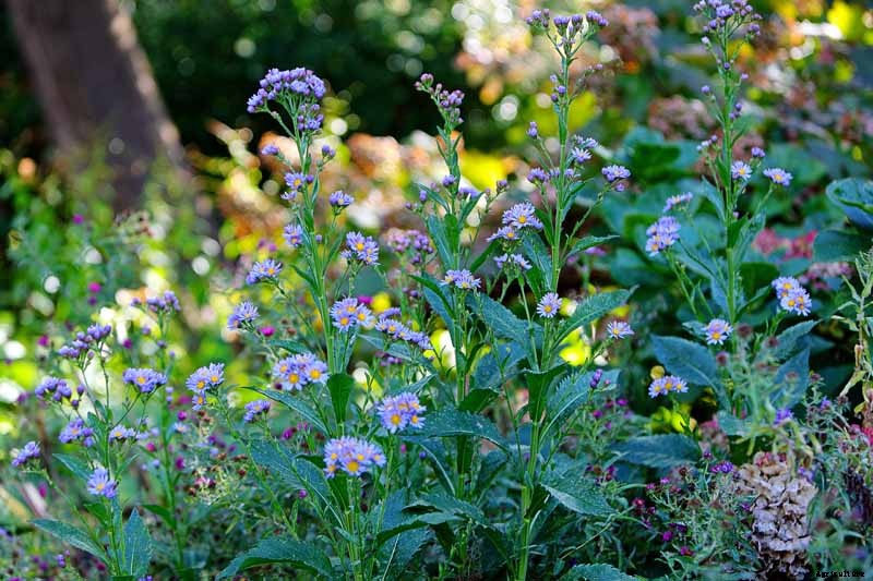 How to Grow Tatarian Aster: a Dynamic Late-Season Bloomer