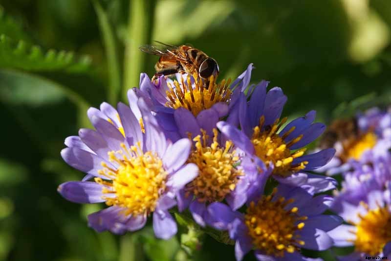 How to Grow Tatarian Aster: a Dynamic Late-Season Bloomer