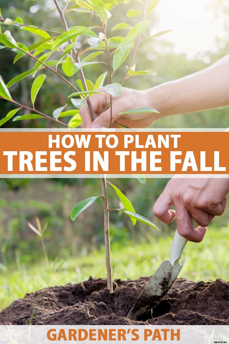 Your Fall Tree Planting Guide