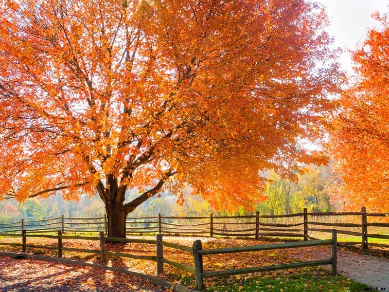 Your Fall Tree Planting Guide
