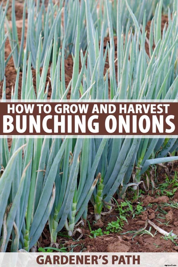 How to Grow and Harvest Bunching Onions