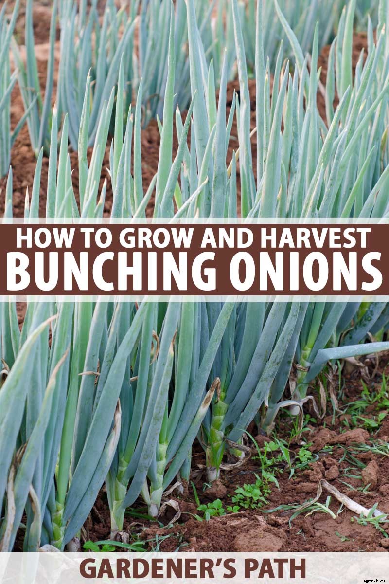How to Grow and Harvest Bunching Onions