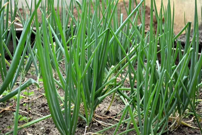 How to Grow and Harvest Bunching Onions