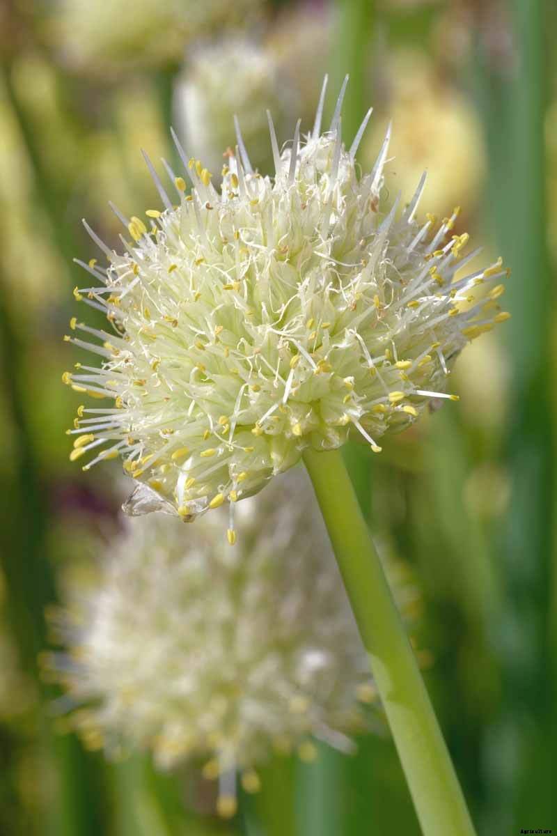 How to Grow and Harvest Bunching Onions