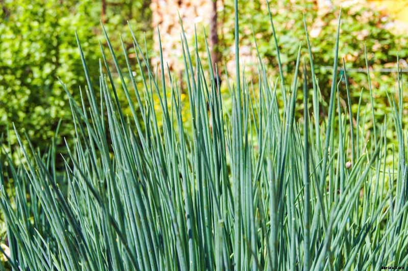 How to Grow and Harvest Bunching Onions
