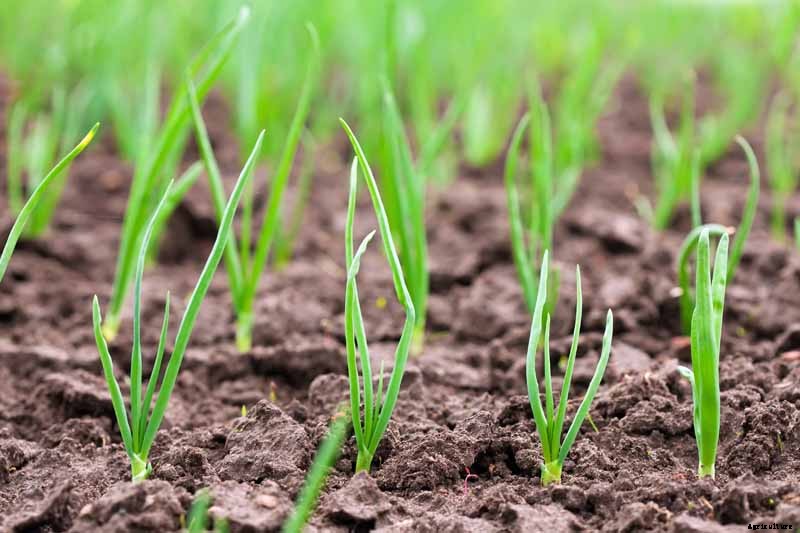 How to Grow and Harvest Bunching Onions