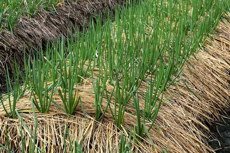 How to Grow and Harvest Bunching Onions
