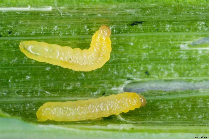 How to Grow and Harvest Bunching Onions