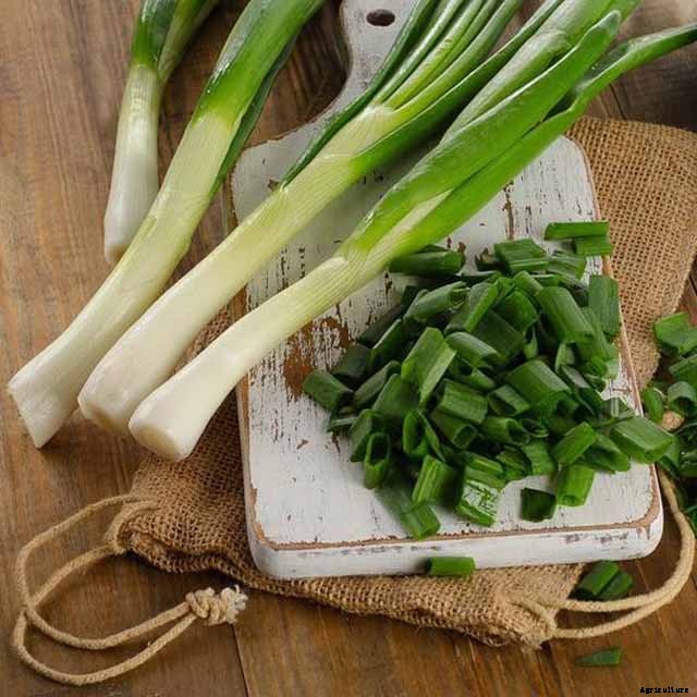 How to Grow and Harvest Bunching Onions