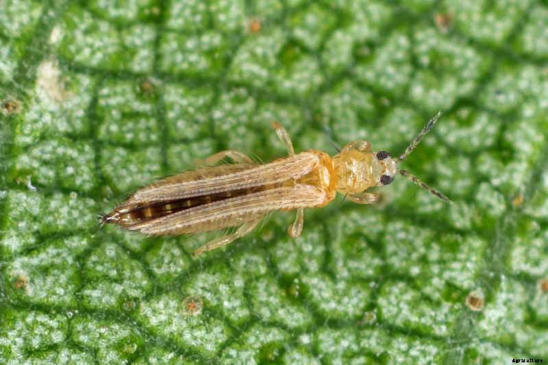 How to Grow and Harvest Bunching Onions