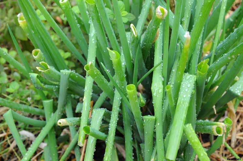 How to Grow and Harvest Bunching Onions