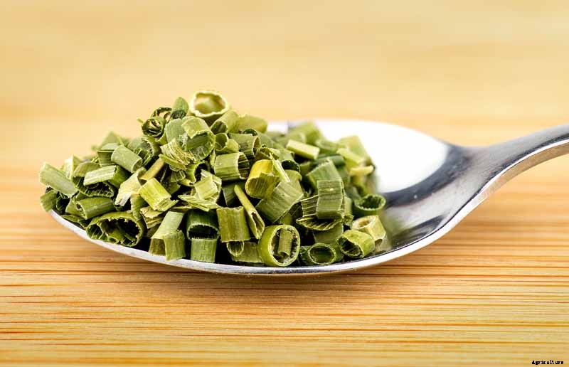 How to Grow and Harvest Bunching Onions