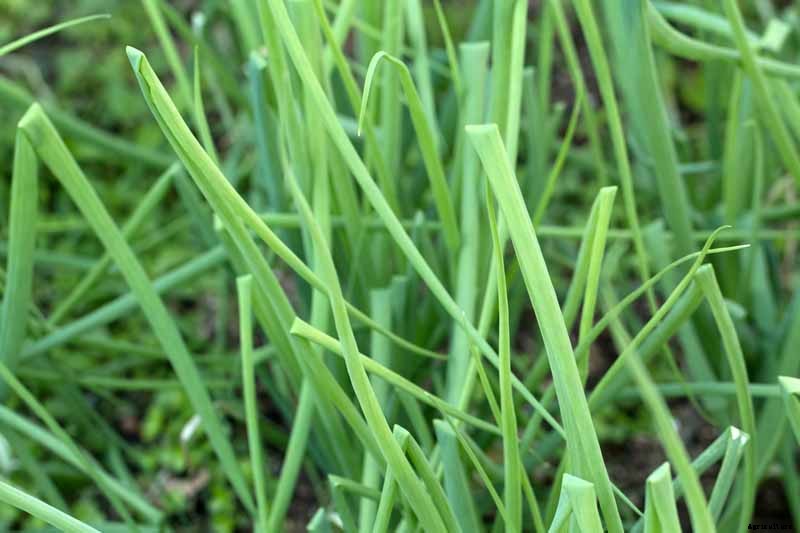 How to Grow and Harvest Bunching Onions