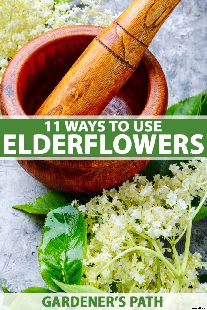 How to Use Elderflowers for Food and Medicine