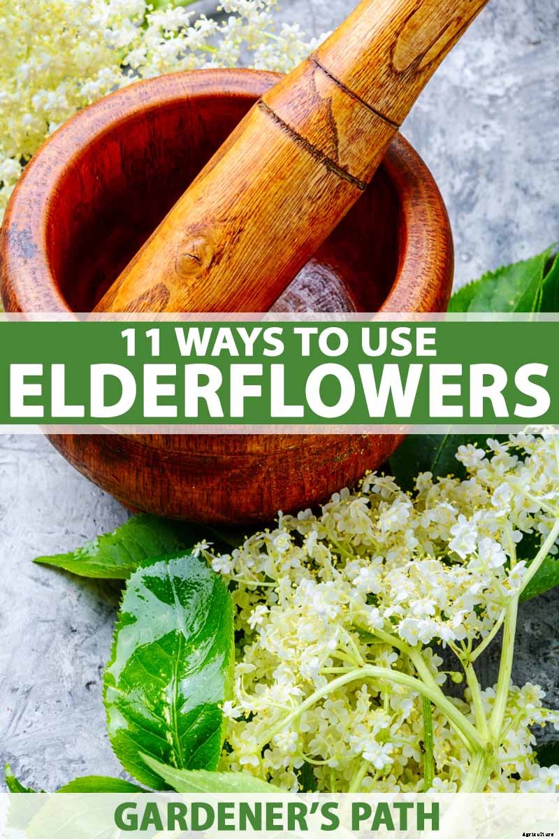 How to Use Elderflowers for Food and Medicine