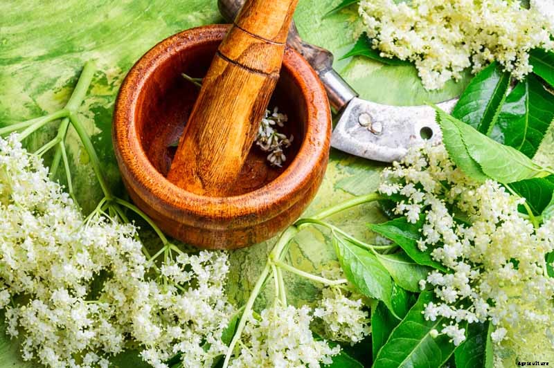How to Use Elderflowers for Food and Medicine