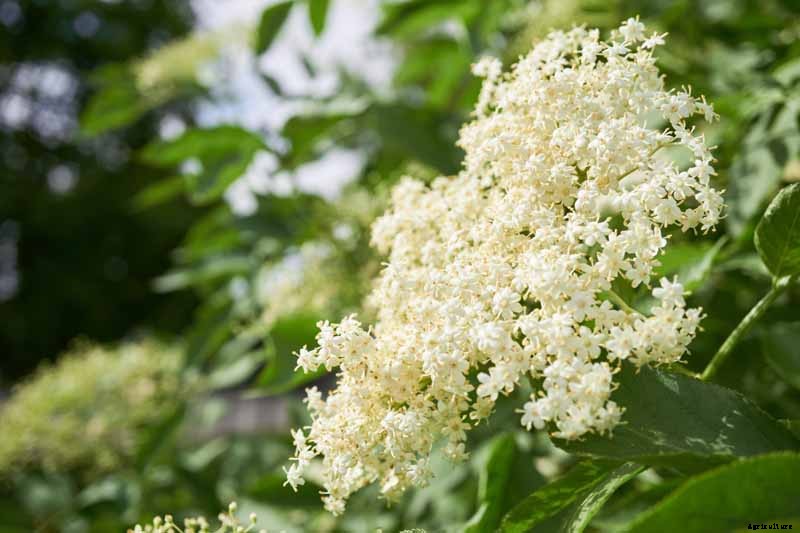 How to Use Elderflowers for Food and Medicine