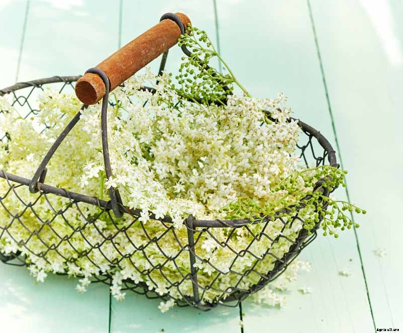 How to Use Elderflowers for Food and Medicine
