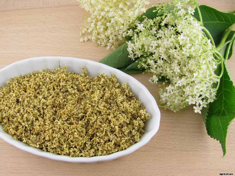 How to Use Elderflowers for Food and Medicine
