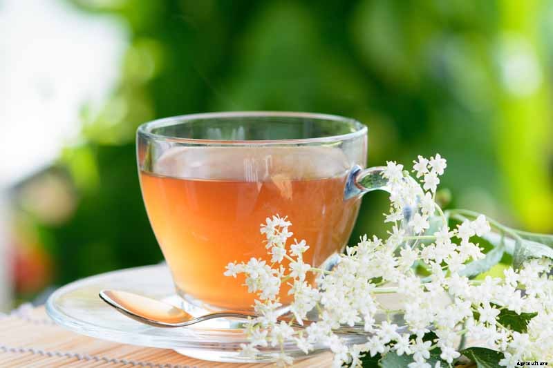 How to Use Elderflowers for Food and Medicine
