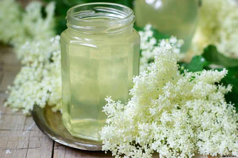 How to Use Elderflowers for Food and Medicine
