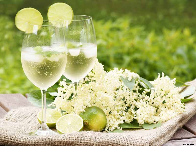 How to Use Elderflowers for Food and Medicine
