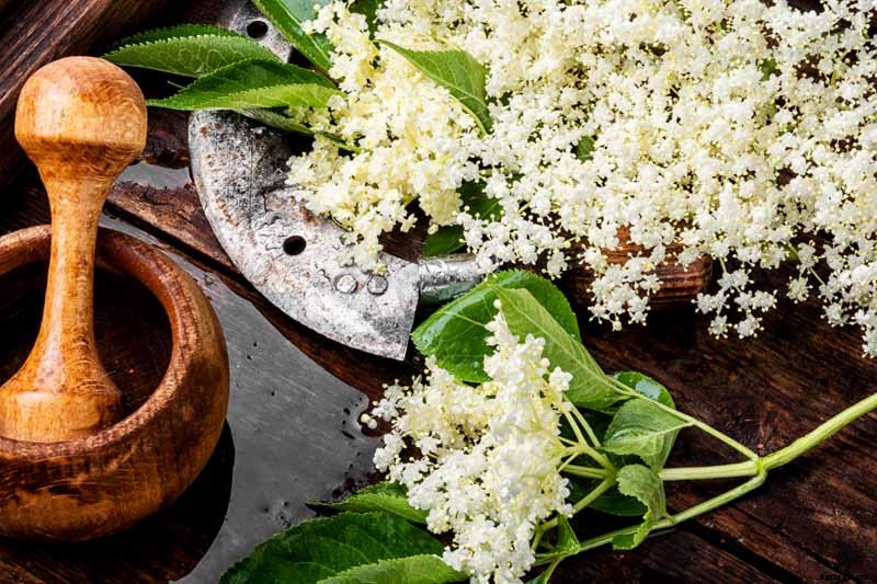 How to Use Elderflowers for Food and Medicine