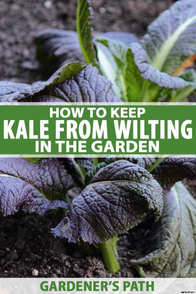 How to Keep Kale from Wilting in the Garden