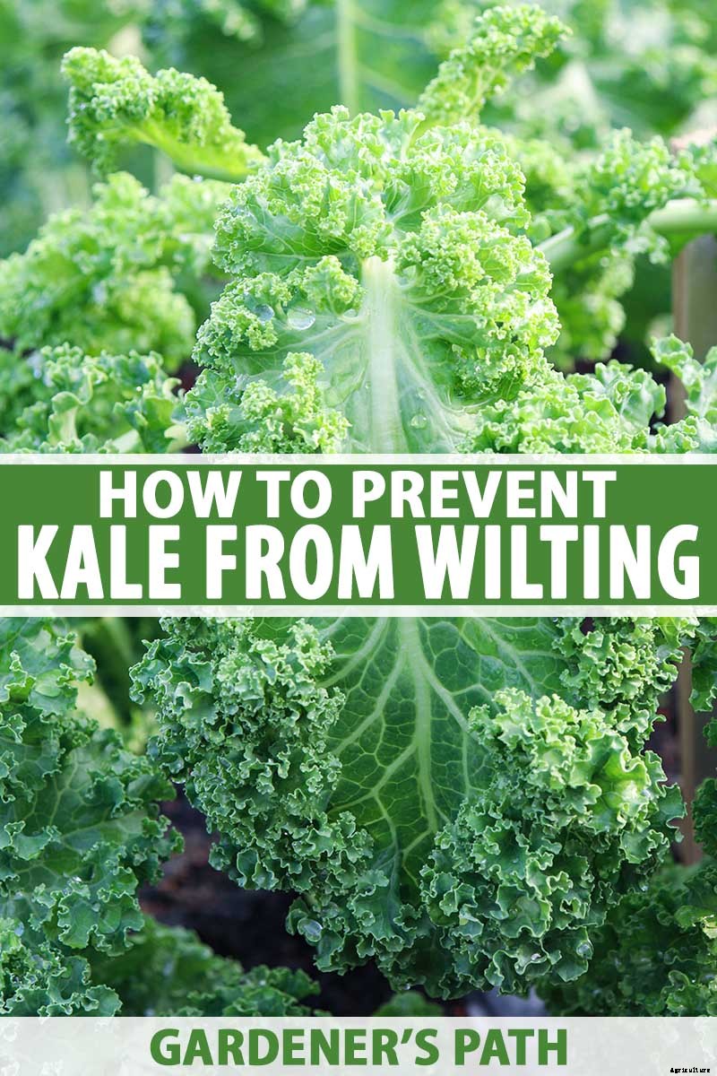 How to Keep Kale from Wilting in the Garden