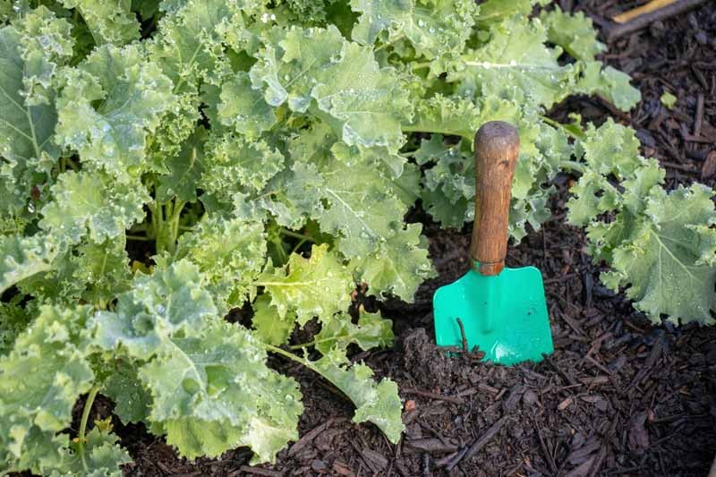 How to Keep Kale from Wilting in the Garden