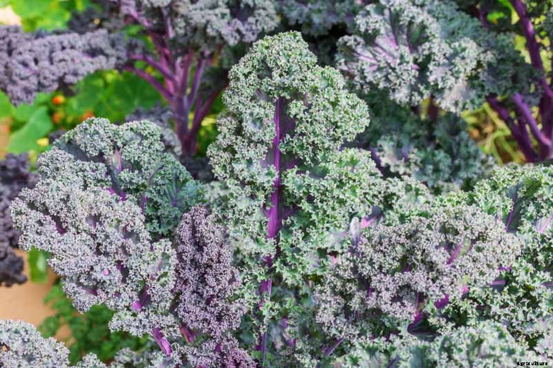 How to Keep Kale from Wilting in the Garden