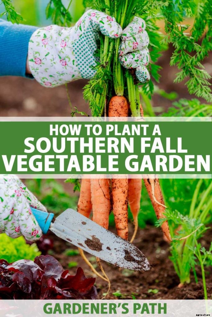 How to Plant A Southern Fall Vegetable Garden