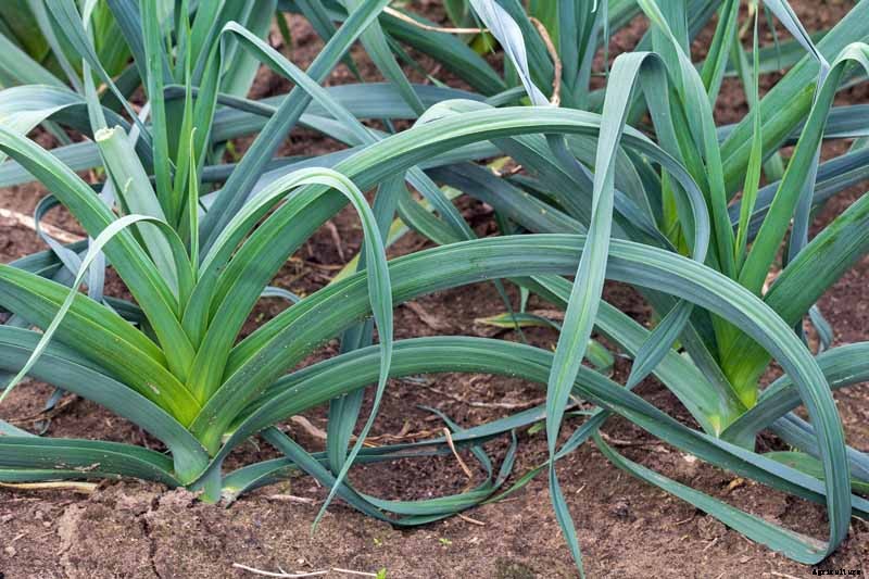 How to Plant A Southern Fall Vegetable Garden